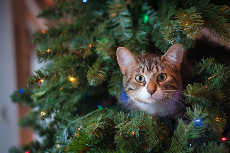 The Perfect Scents: How to Make Your Artificial Christmas Garlands Smell Like Real Greenery